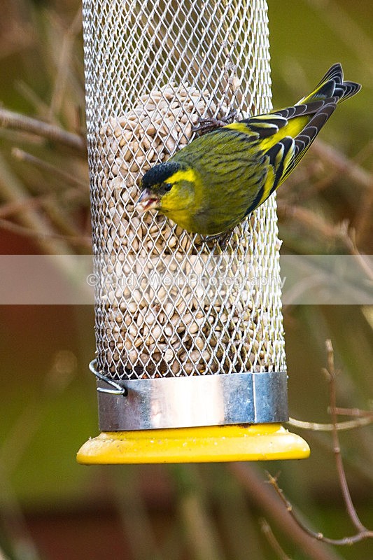 20130303-_MG_2363 - Siskin