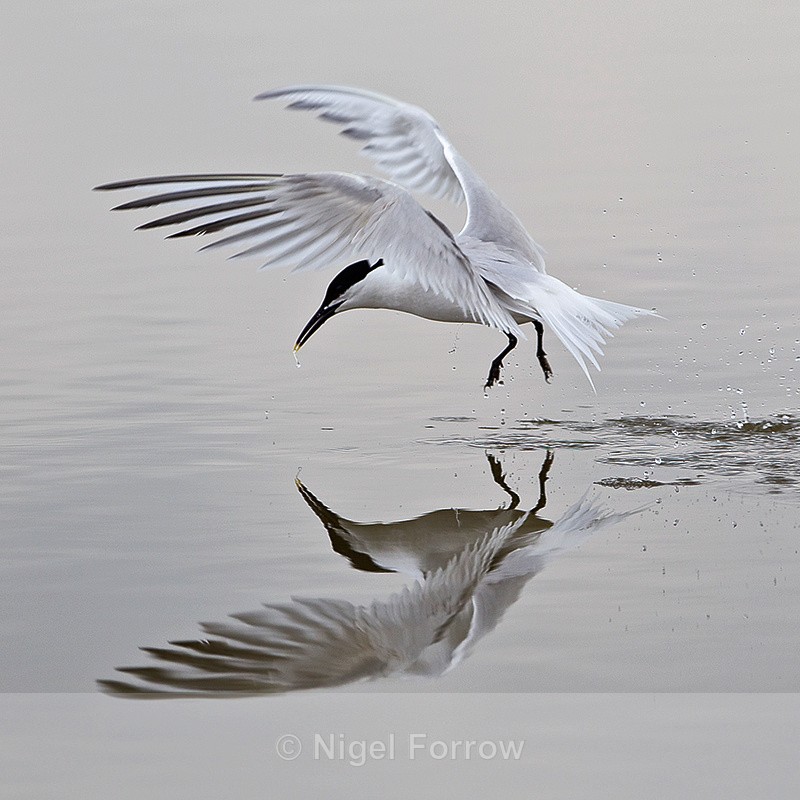 Sandwich Tern reflection in the lagoon - Sandwich Tern