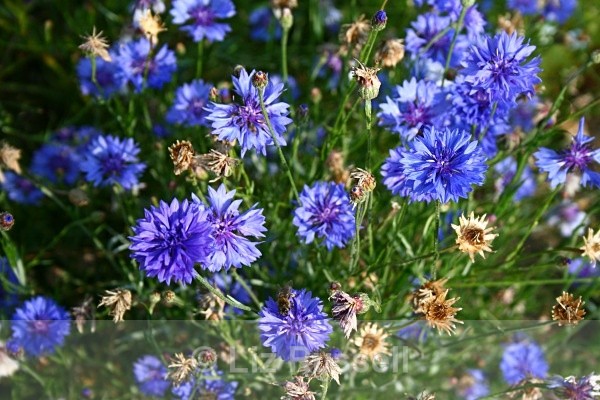 Cornflowers - Flora