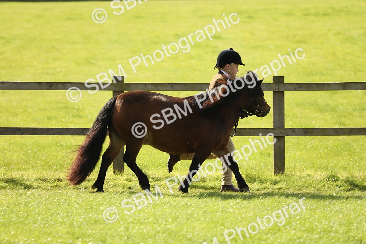 SBM_62743 - S46 - Mountain & Moorland In Hand Small Breeds
