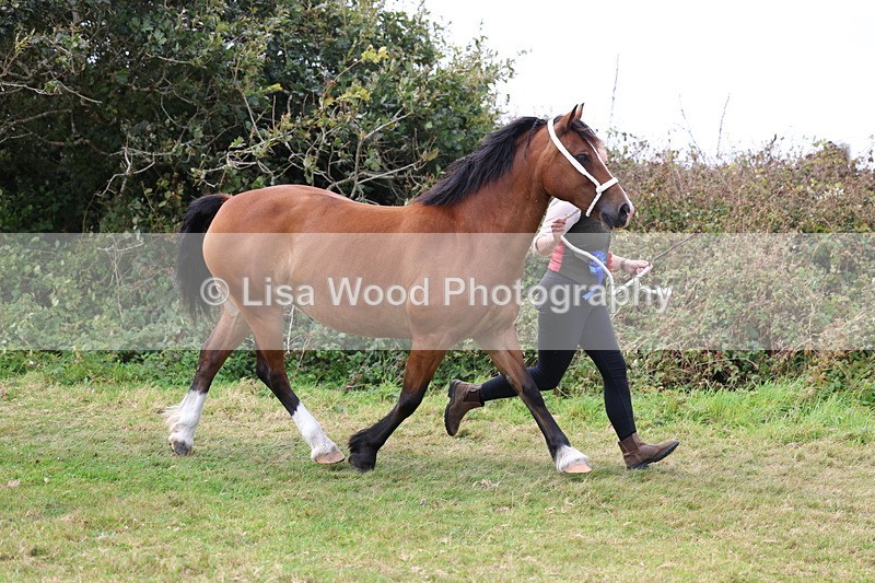 3E7A5681 - In Hand Championship