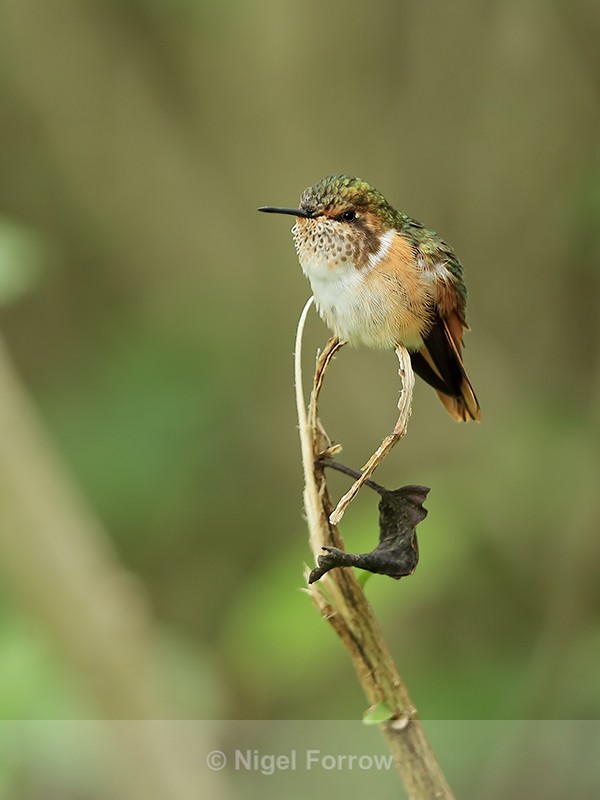 Female Scintillant Hummingbird, Boquete, Panama - Scintillant Hummingbird
