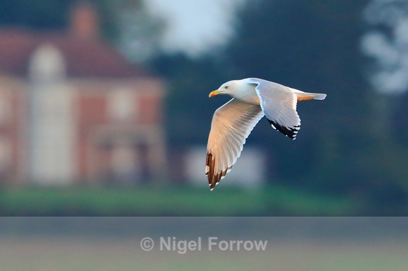 Yellow-legged Gull in flight over Farmoor Reservoir - Yellow-legged Gull