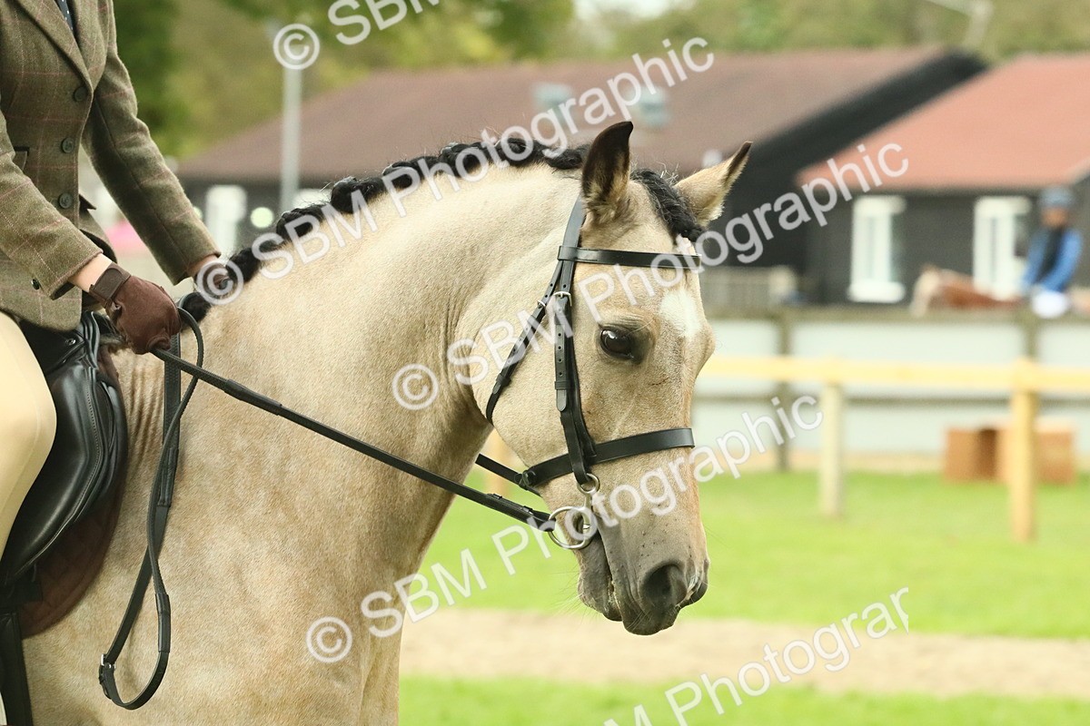 SBM_74010 - S 61 - Show Pony & Show Hunter Pony Ridden
