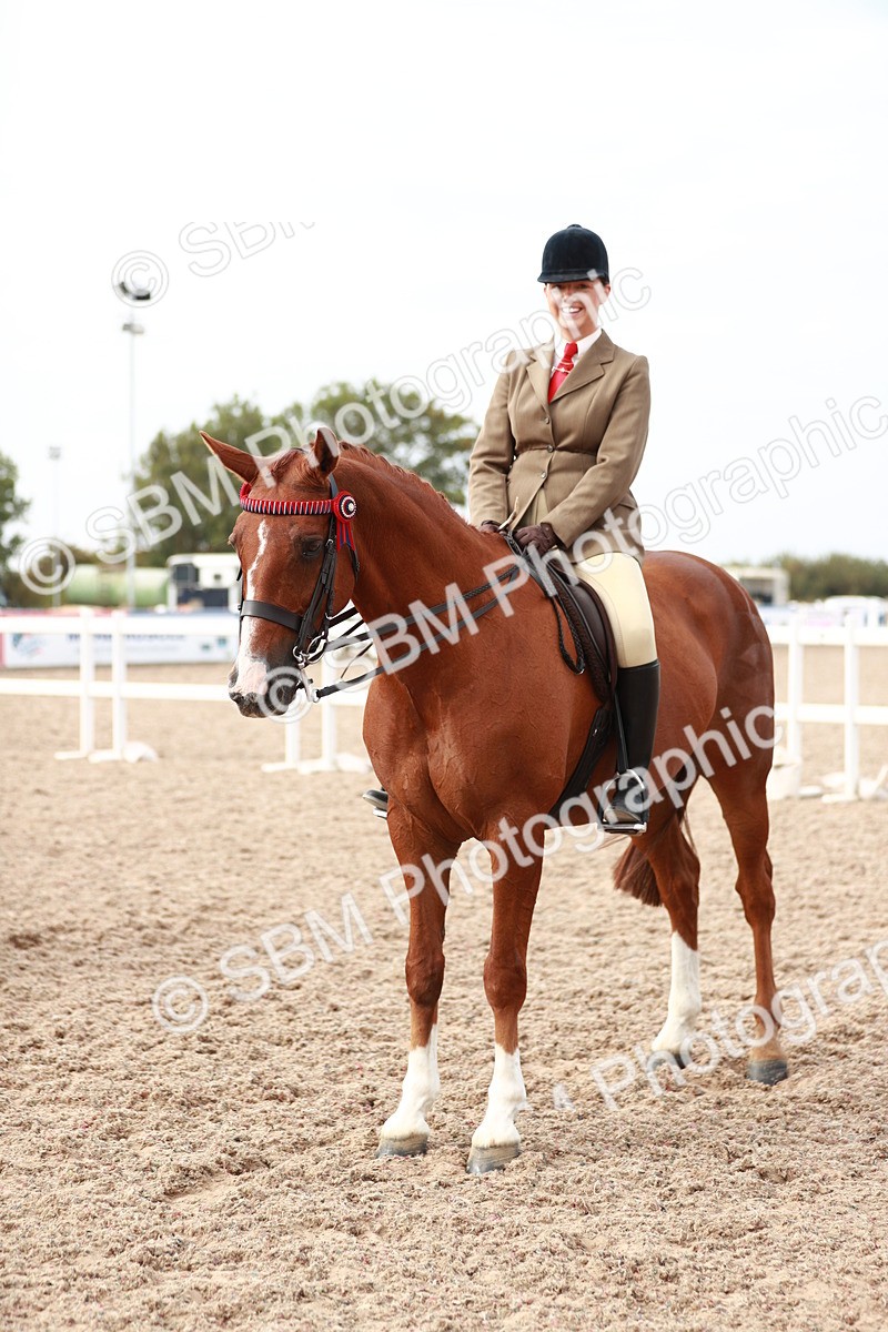 SBM_17568 - Class 215 Ridden Hack/ Riding Horse