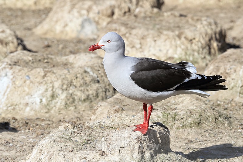 Dolphin Gull on nest mound, Carcass Island, Falklands - Dolphin Gull