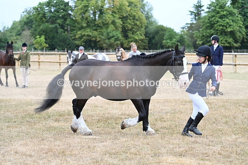 WJ7_9582 - Class 5 Most Handsome Gelding (up to 14.2hh)