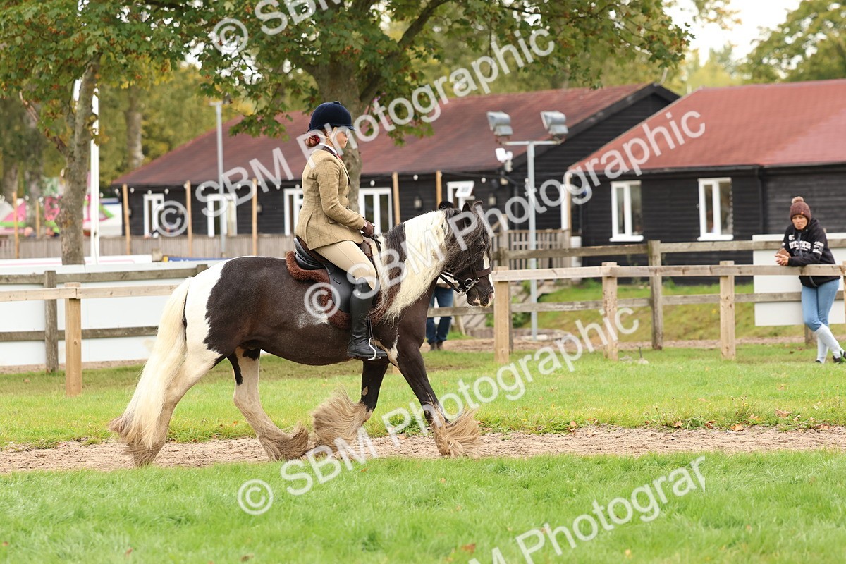 SBM_59894 - S36 - Rehabiliated Rescue Horse & Pony In Hand & Ridden