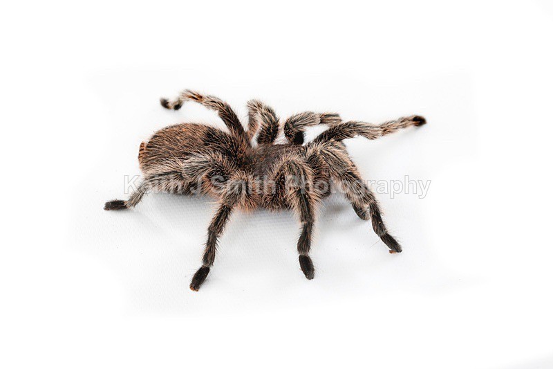 7SKJ4115 - Roaming Reptile Show III