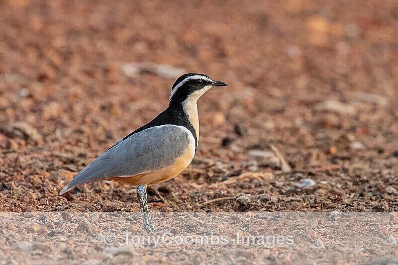 Egyptian Plover - The Gambia