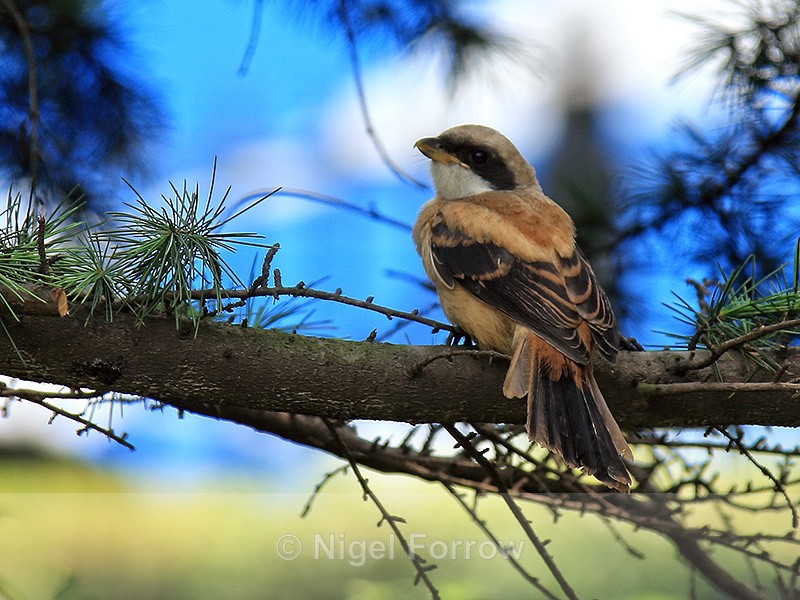 Long-tailed Shrike, Shanghai, China - Long-tailed Shrike