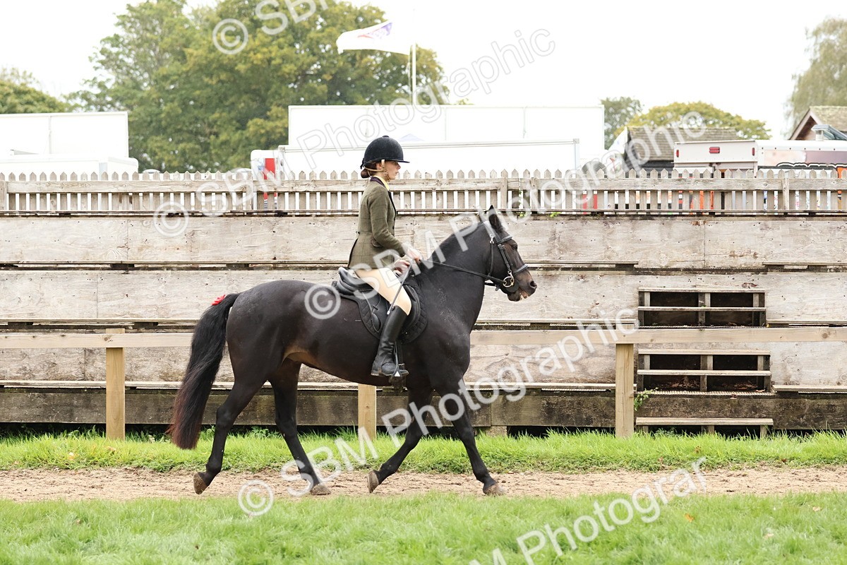 SBM_69546 - S62 - Mountain & Moorland Ridden Large Breeds