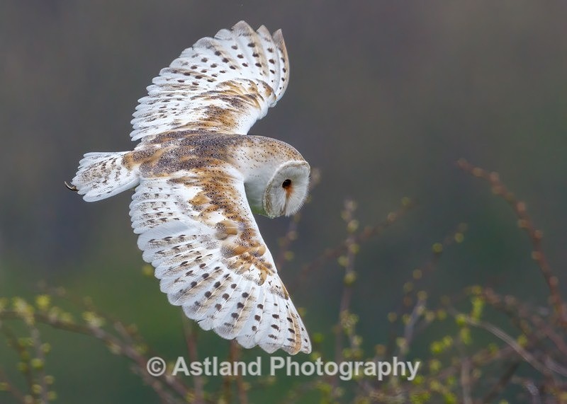 Astland Photography, Bird and Wildlife Images, Susan and Peter Wilson, U.K.
