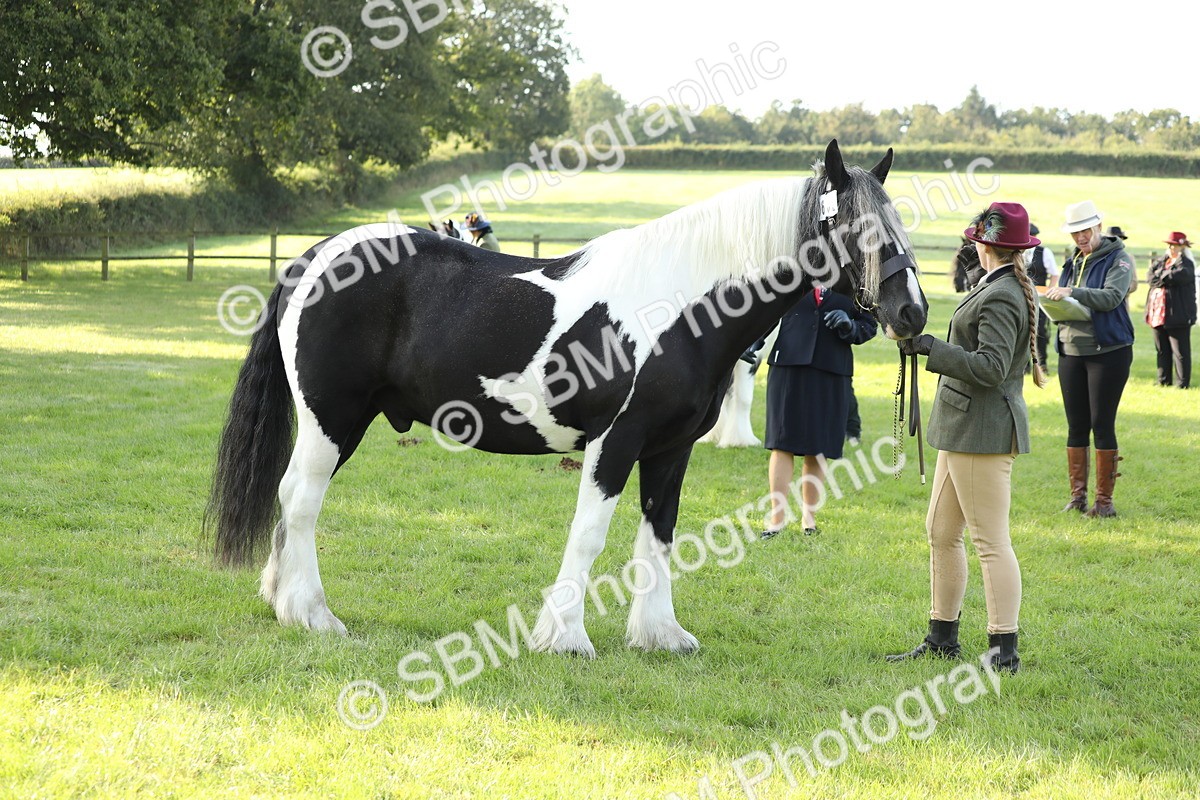 SBM_60907 - S43 - Coloured Pony In Hand