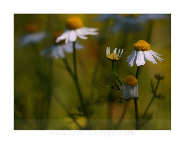Daisy's - Floria Macro