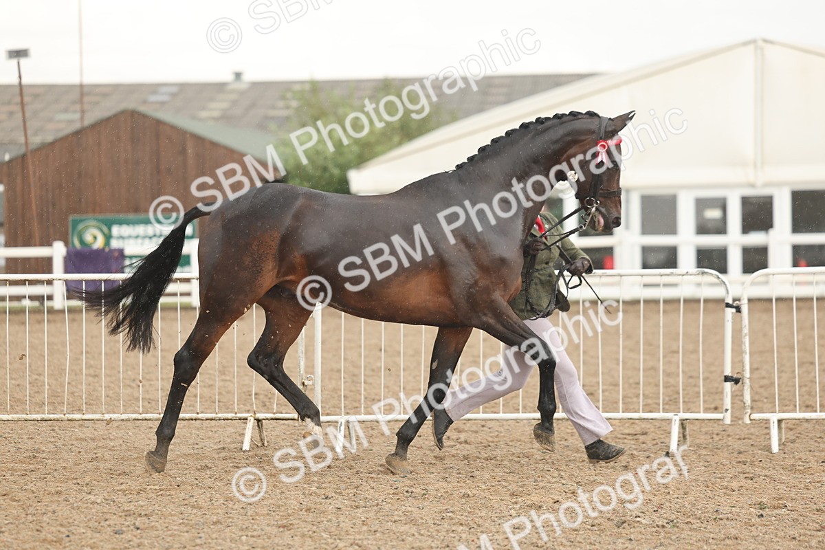 SBM_07728 - Class 27 - IH Competition Horse/Pony