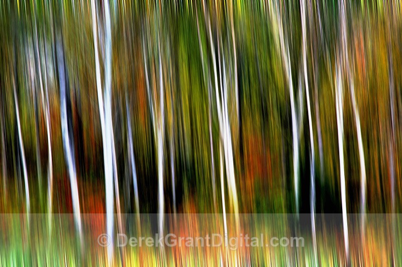 Acadian Forest