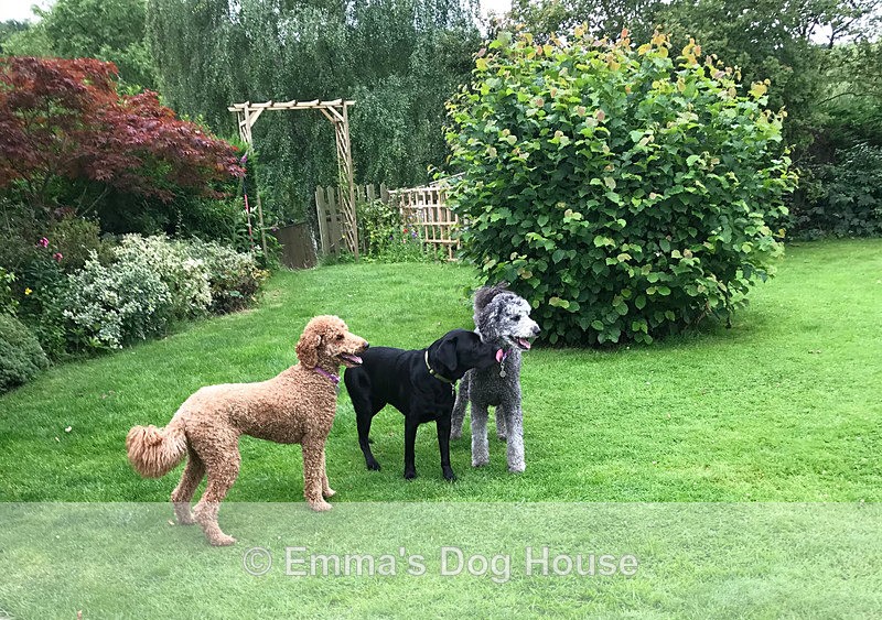  - Dogs