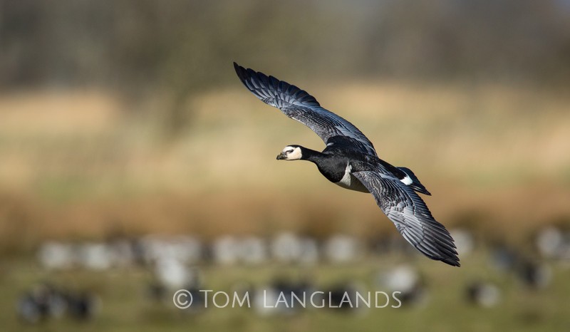 Barnacle Goose - Swans and Geese