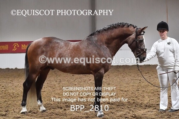 BPP_2810 - LOOSE JUMPING / SPSS