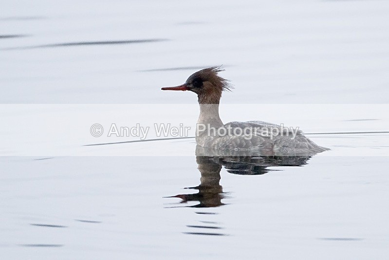 20120120-_MG_8336 - Mergansers & Goosanders