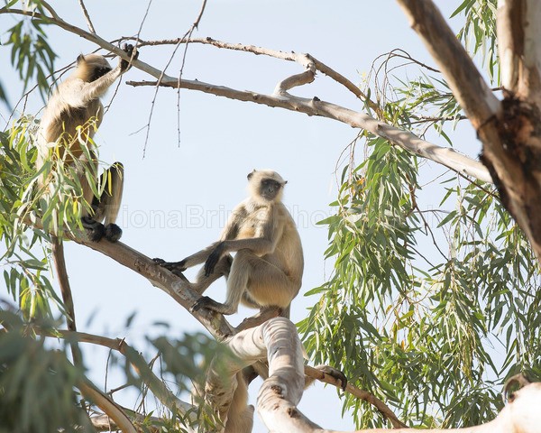 India  X-28 - Wildlife of India
