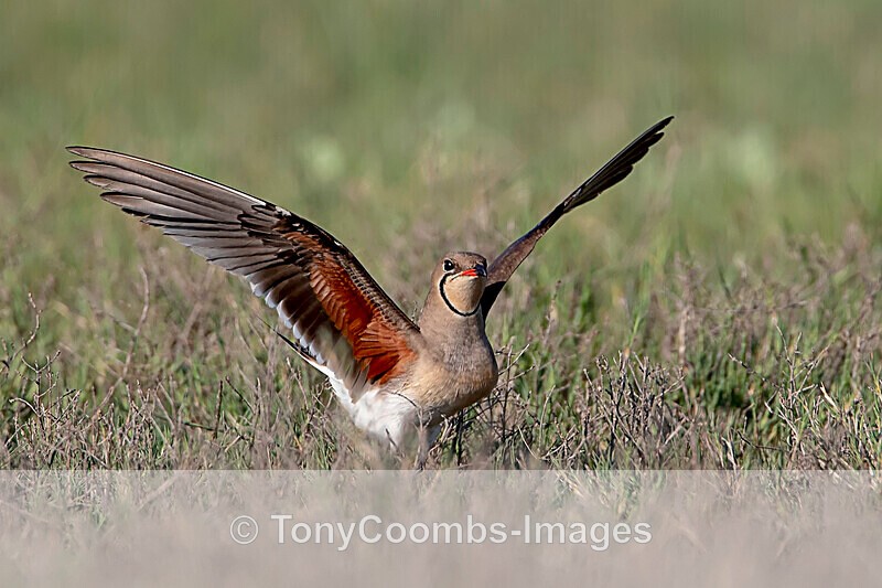 Collared Pratincole - Sinoe - Constanta