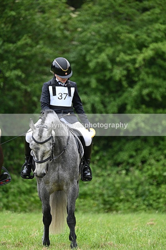 WJ7_4241 - Class 14A Handsome Gelding
