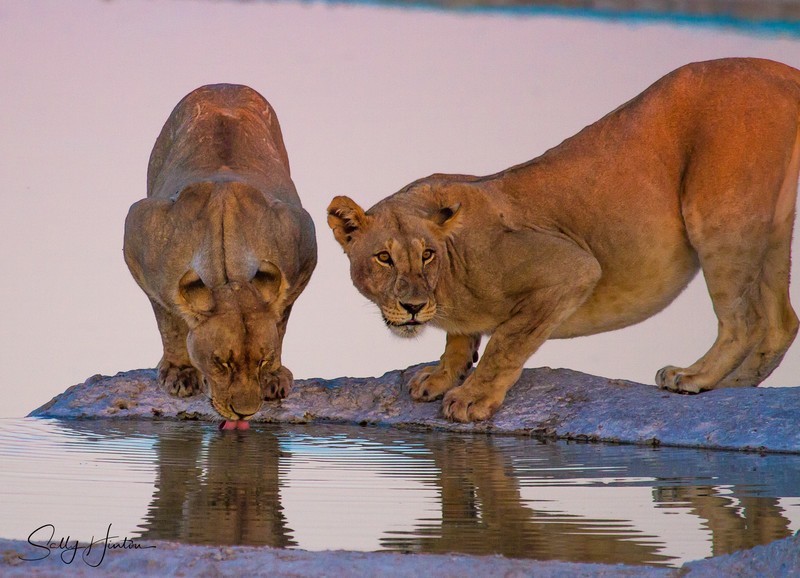 Namibia Lionesses