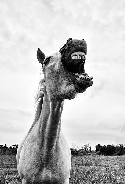  - Black & White