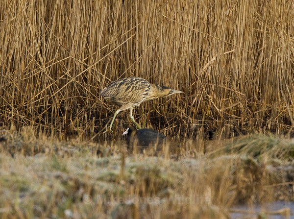 BITTERN, LEIGHTON MOSS, JAN 2011 - BITTERNS