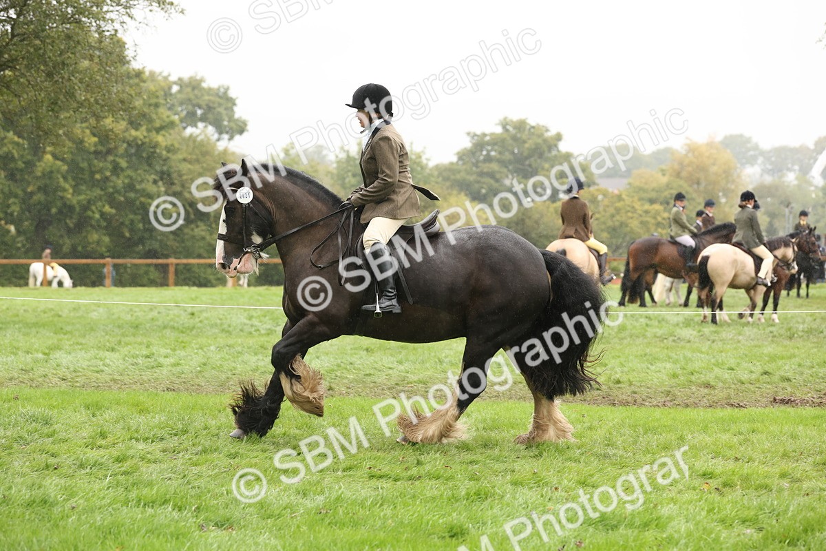 SBM_69823 - S69 - Show Cob Ridden