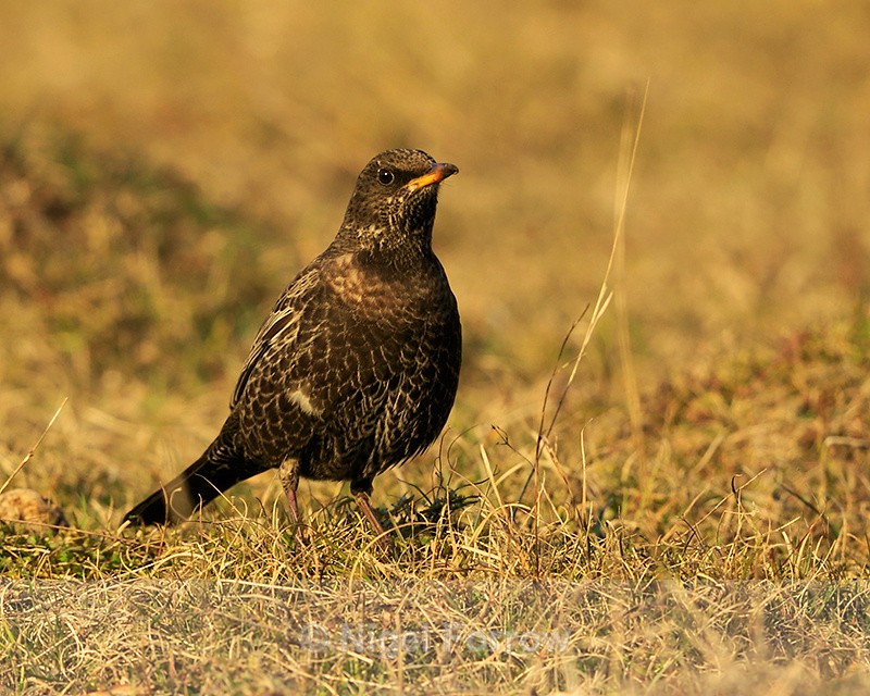 Ring Ouzel (female) at Linkey Down - Ring Ouzel