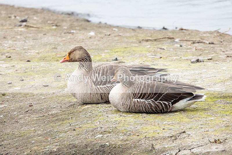 20140417-3K8A0184 - Geese