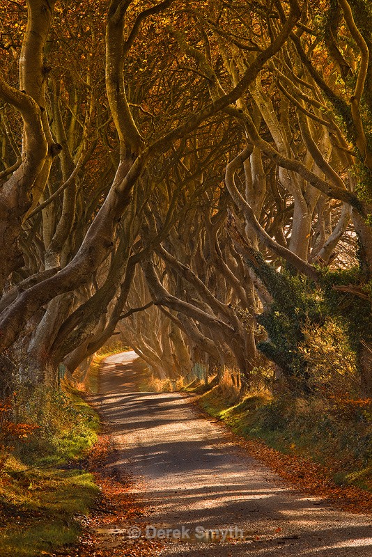 Autumn at the Dark Hedges