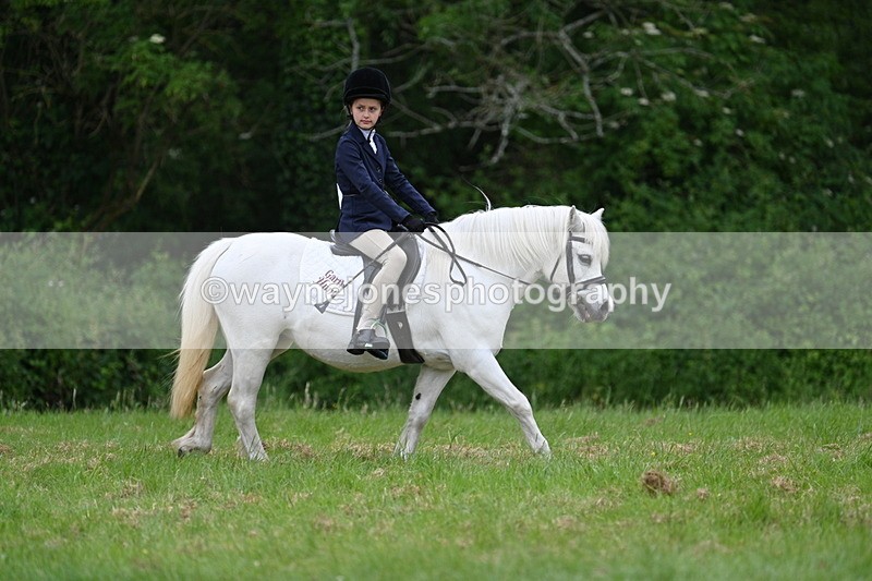 WJ7_4379 - Class 14B Prettiest Mare