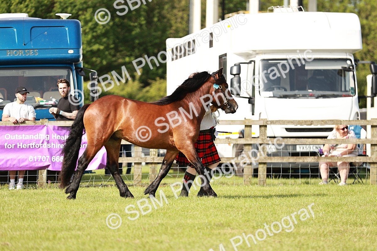 SBM_00781 - Class 14-23 - Mountain & Moorland In Hand Non Welsh