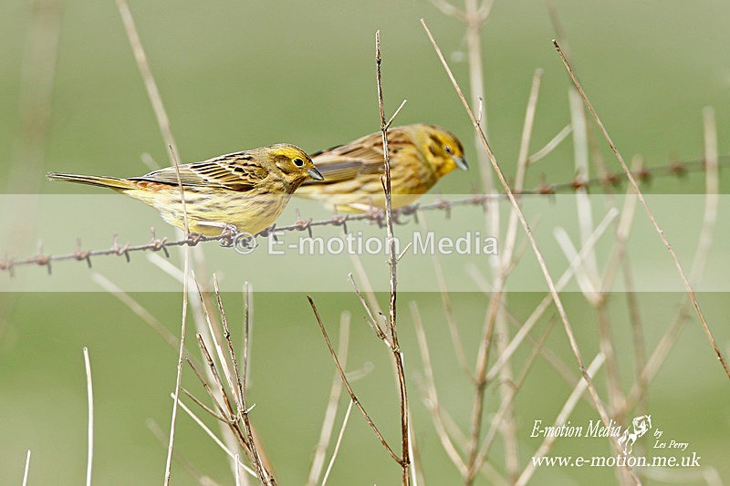 Siskin 120313 1 - Nature