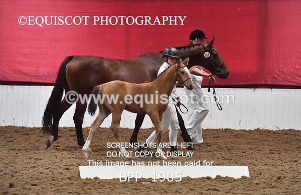 BPP_1905 - AFTERNOON 12.30 - 3.30PM