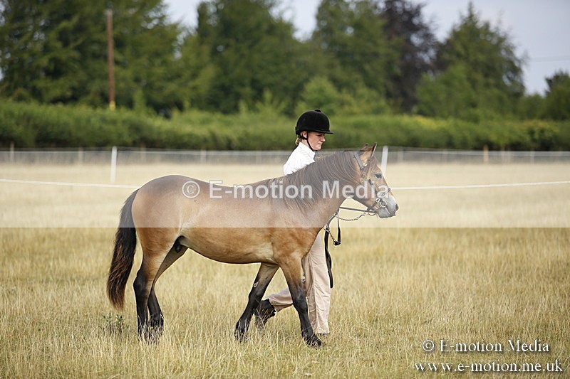 _C7A9188 - BVRC Sow 2018 Ring 2