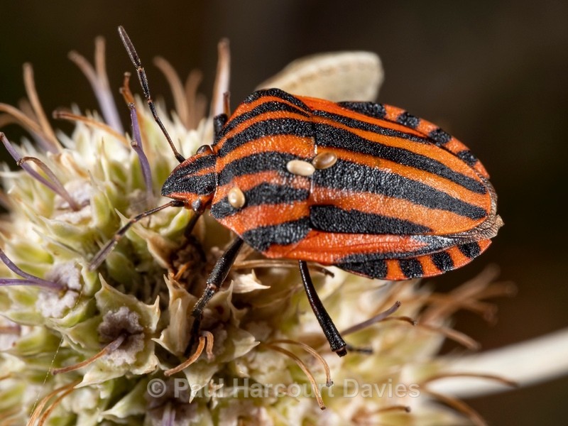 Italian Shield Bug (Graphosoma italicum)  - Ten Metres from Home 1.  (2020)