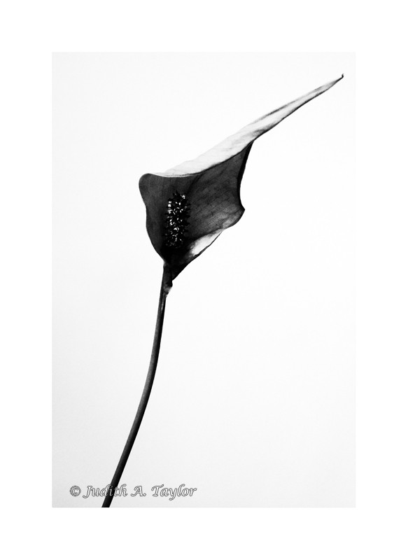 Peace lily 2
