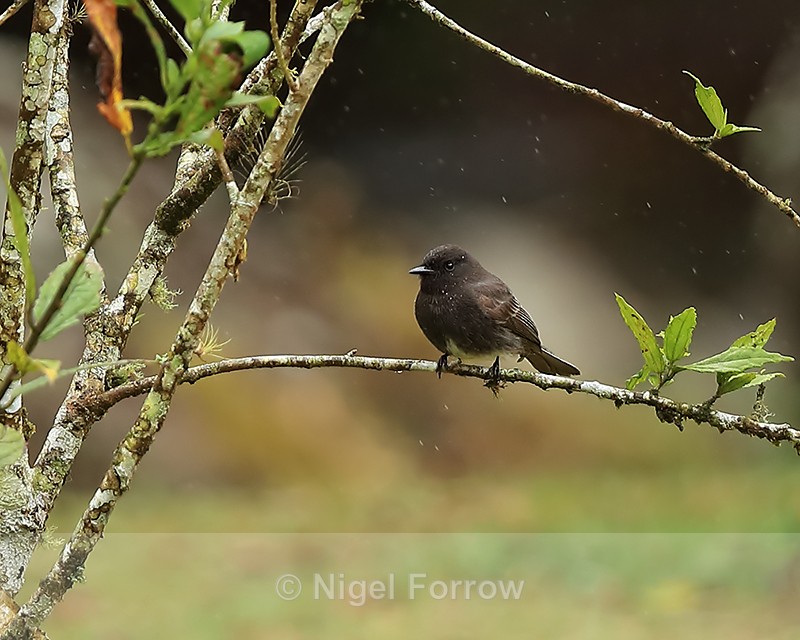 Black Phoebe in the rain, El Silencio Lodge, Costa Rica - Black Phoebe
