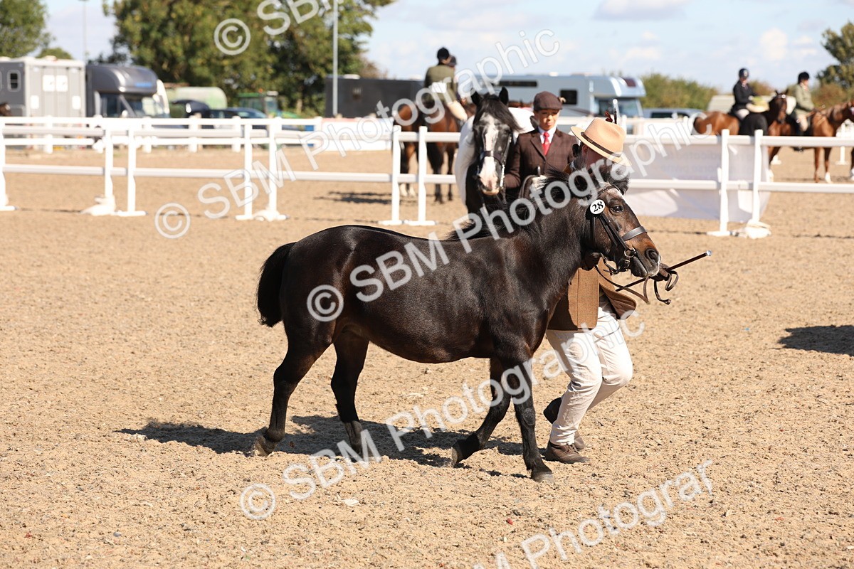 SBM_12933 - Class 206 - IH Non Show Type Pony