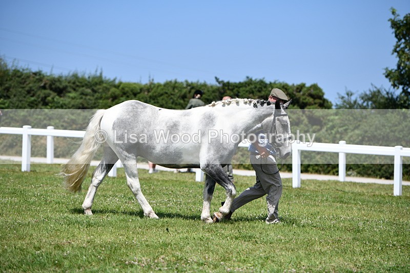 DSC_7469 - Class 63: Coloured Horse Youngstock