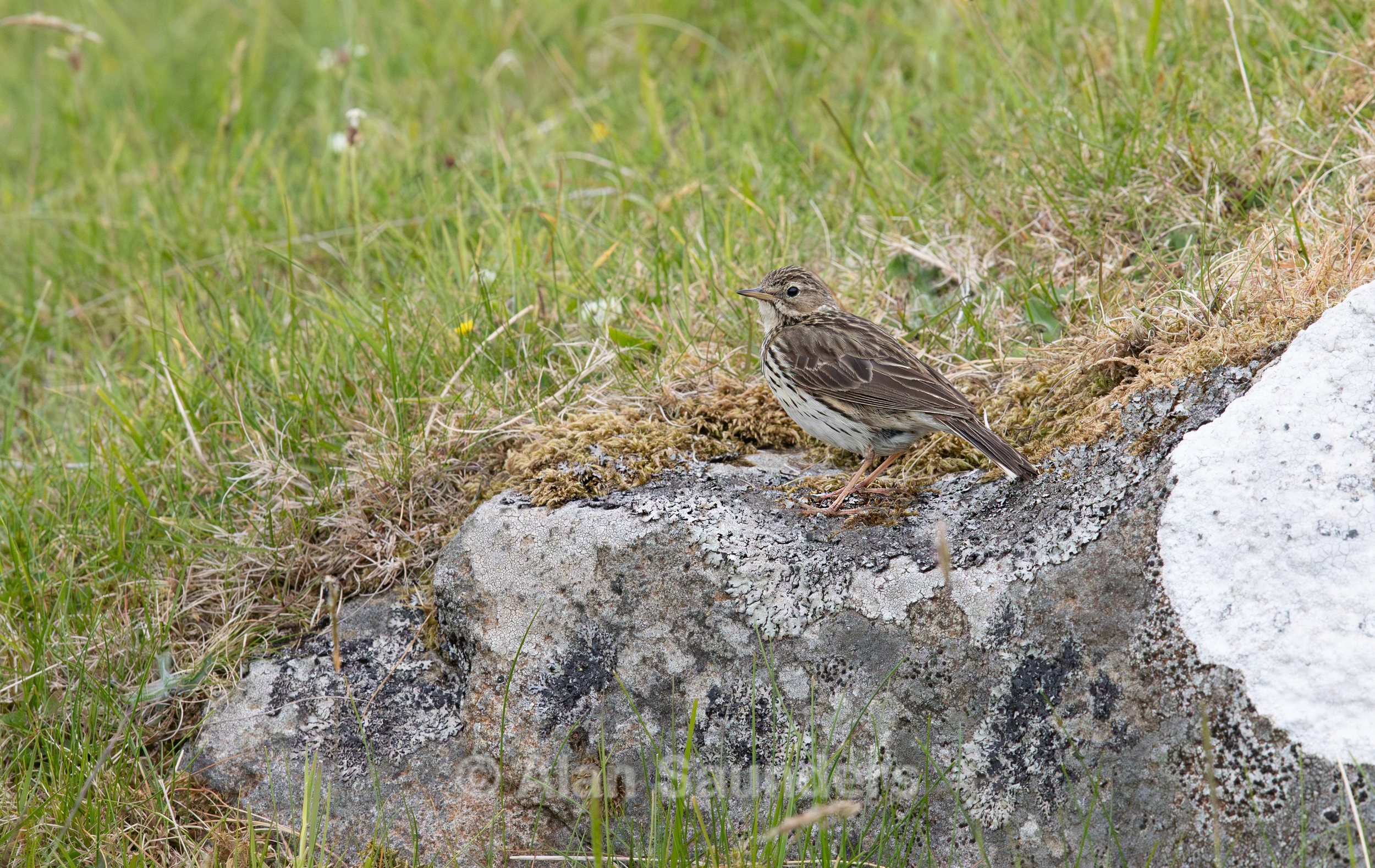 Meadow Pipit 3 (Anthus pratensis)