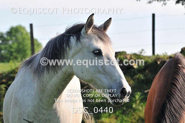 DSC_0440 - ARCHIVE REQUEST - Quincy and Guinness