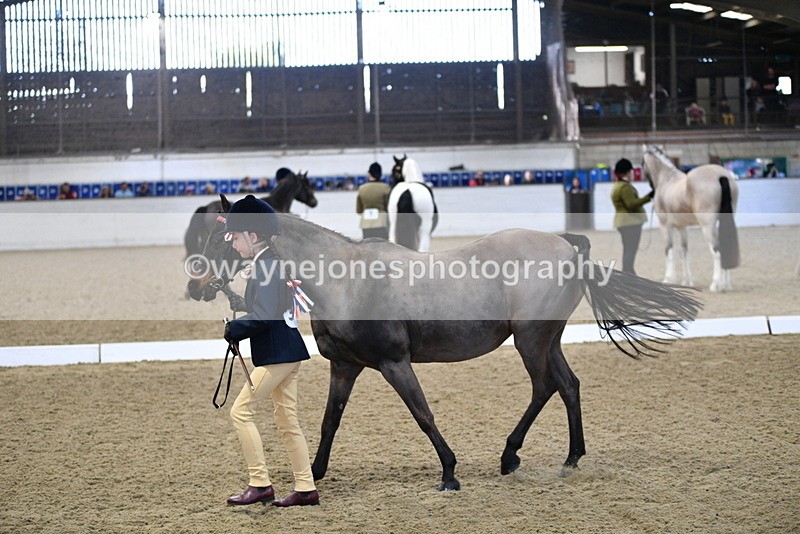 WJ5_3584 - Class 5 In Hand Veterans