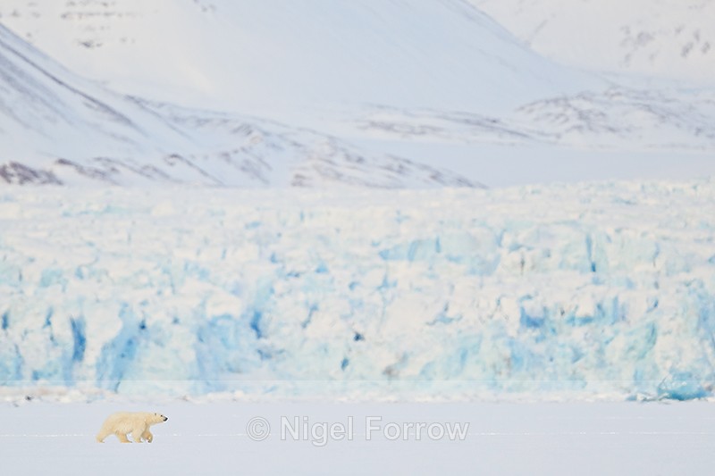 Polar Bear cub, glacier background, Svalbard, Norway - Polar Bear
