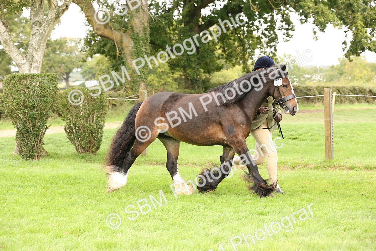 SBM_59278 - S57 - Traditional Cob In Hand